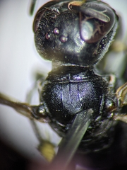 Ectemnius borealis