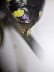 Ectemnius borealis