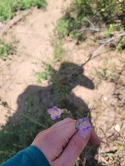 Penstemon comarrhenus