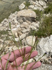 Verbena brasiliensis