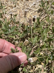 Phyla nodiflora