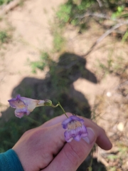 Penstemon comarrhenus