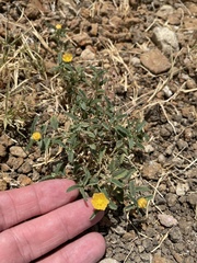 Sida abutifolia