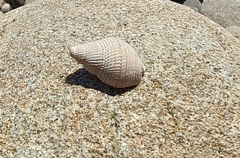 Nassarius perpinguis