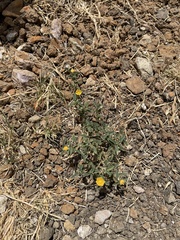 Sida abutifolia