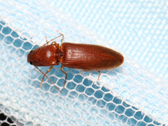 Athous cucullatus