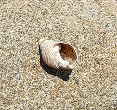 Nassarius perpinguis