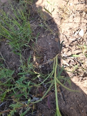 Penstemon comarrhenus