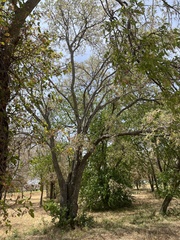Celtis laevigata