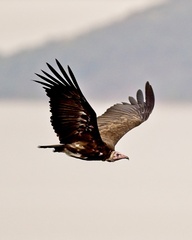 Necrosyrtes monachus