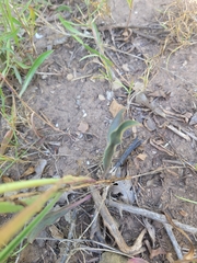 Penstemon comarrhenus