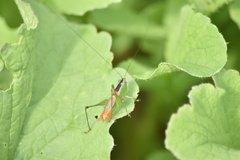 Conocephalus ictus