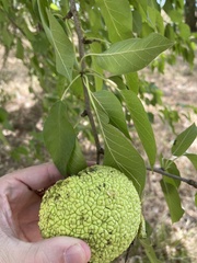 Maclura pomifera