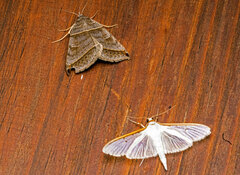 Palpita nigropunctalis