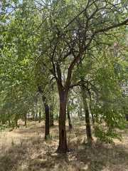 Maclura pomifera