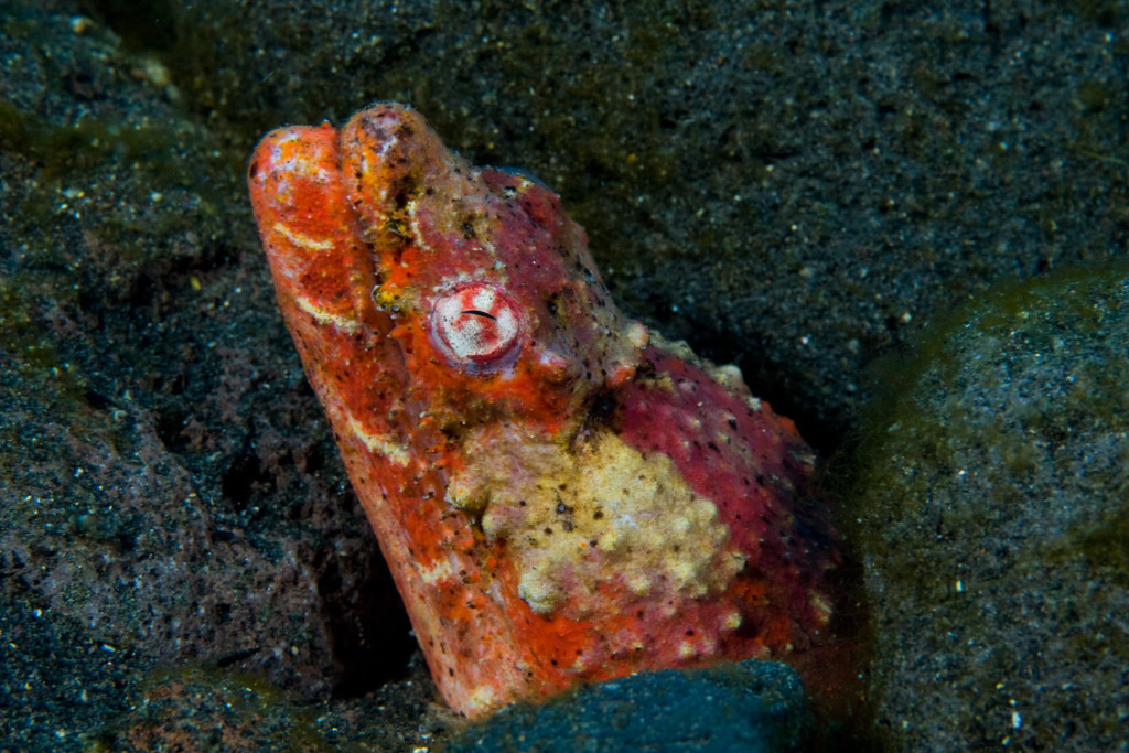 Henshaw's Snake Eel