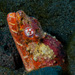 Reptilian Snake Eel - Photo (c) Mark Rosenstein, some rights reserved (CC BY-NC)