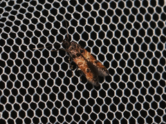 Chrysoclista linneella