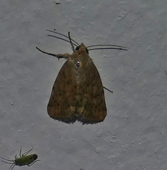 Heliocheilus paradoxus