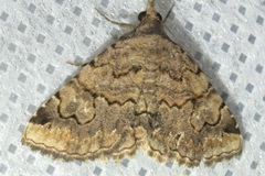 Toxonprucha repentis