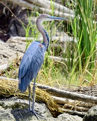 Ardea goliath