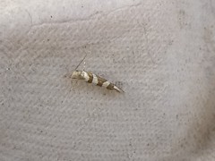 Argyresthia goedartella