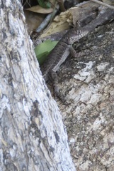 Tropidurus etheridgei