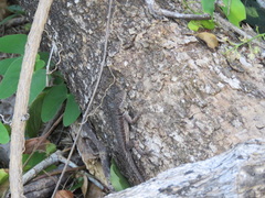 Tropidurus etheridgei