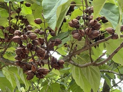Paulownia tomentosa