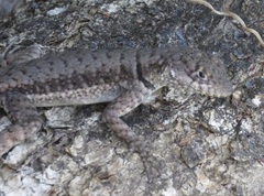 Tropidurus etheridgei