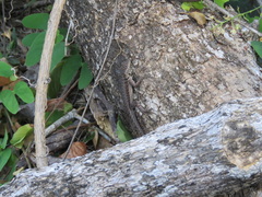 Tropidurus etheridgei