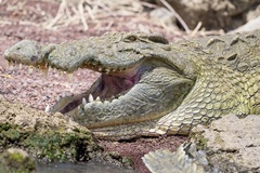 Crocodylus niloticus