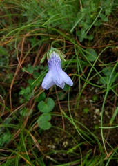 Codonopsis bulleyana