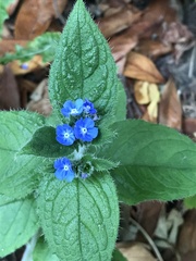 Pentaglottis sempervirens