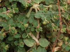 Euphorbia serpens