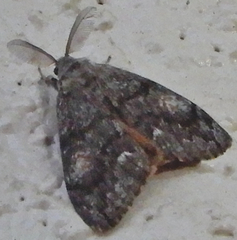 Orgyia pseudotsugata