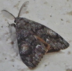 Orgyia pseudotsugata