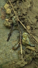 Desmognathus imitator