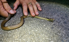 Liopeltis frenata