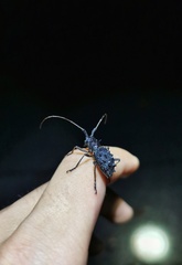 Paroriaethus multispinis