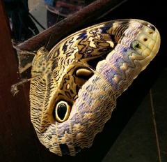 Caligo beltrao