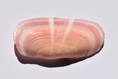 Solecurtus strigilatus