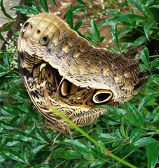 Caligo beltrao