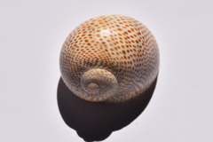 Naticarius stercusmuscarum
