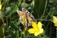 Boloria alaskensis