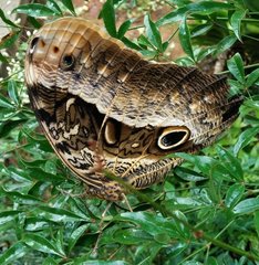 Caligo beltrao