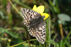 Boloria alaskensis