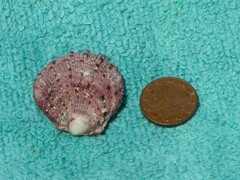 Spondylus gaederopus