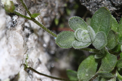 Draba lonchocarpa