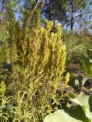 Castilleja thompsonii